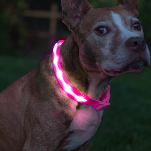 Blazin Pink LED Light Up Dog Collar Jax s Pet Boutique